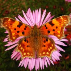 About My Energy Medicine Practice
